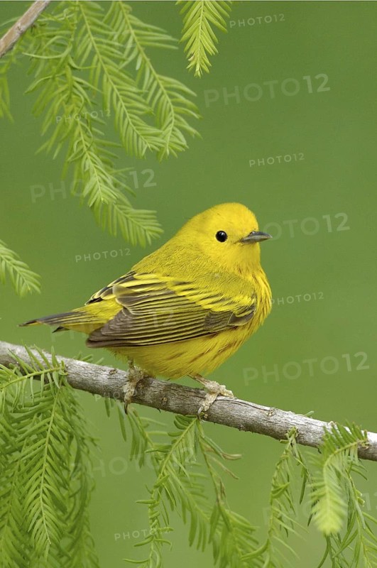 American Yellow Warbler (Setophaga aestiva), Texas, USA