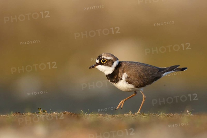 Little Ringed Plover (Charadrius dubius) male, North Rhine-Westphalia, Germany