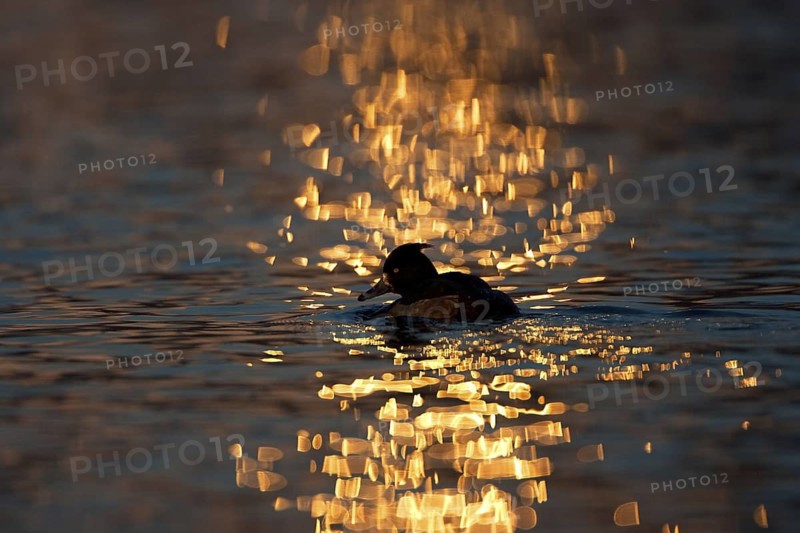 Tufted Duck (Aythya fuligula) male, Brandenburg, Germany