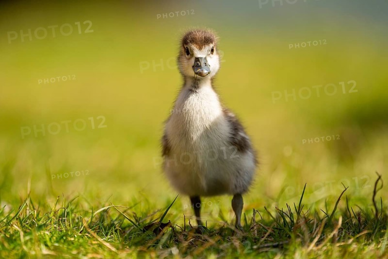 Egyptian goose (Alopochen aegyptiaca) cute chick on a meadow at the shore of a lake, Bavaria, Germany