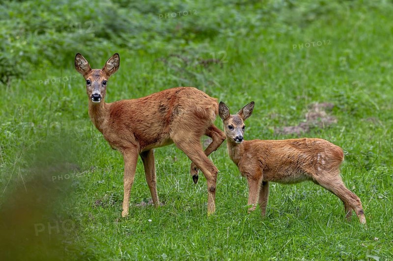 Doe (Capreolus capreolus) and fawn in a meadow, baby animals, sweet, cute, September, Germany