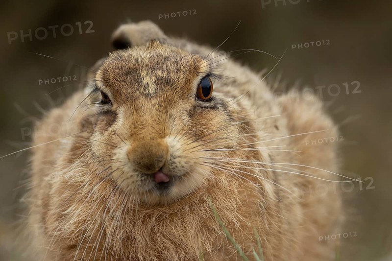 European brown hare (Lepus europaeus) adult animal head portrait, England, United Kingdom