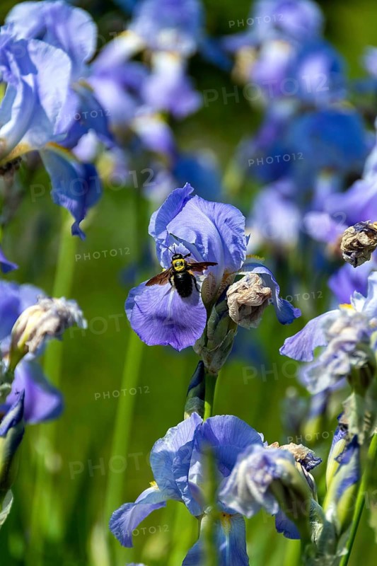 Bumblebee on iris, light blue blooms, France