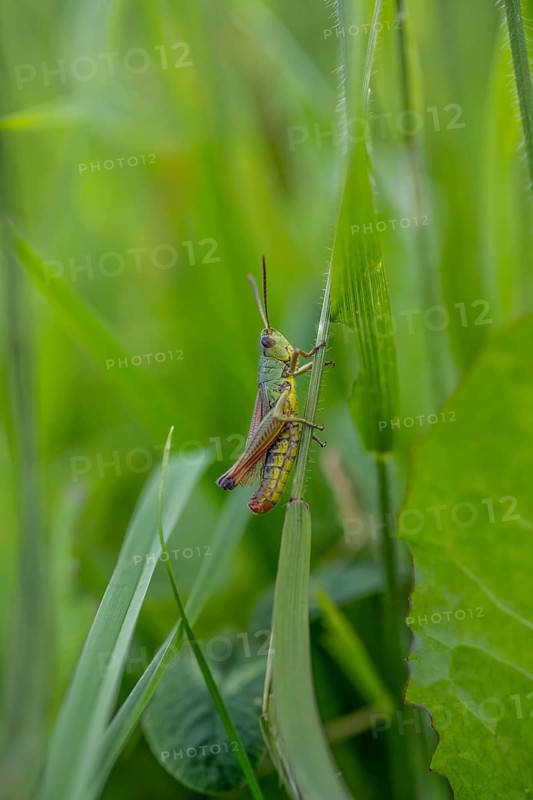 Great green bush cricket (locusta), grasshopper, on a blade of grass in a meadow, Tyrol, Austria