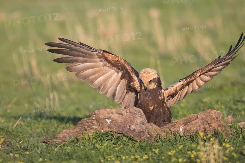 Marsh harrier (Circus aeruginosus), Extremadura, Castilla La Mancha, Spain