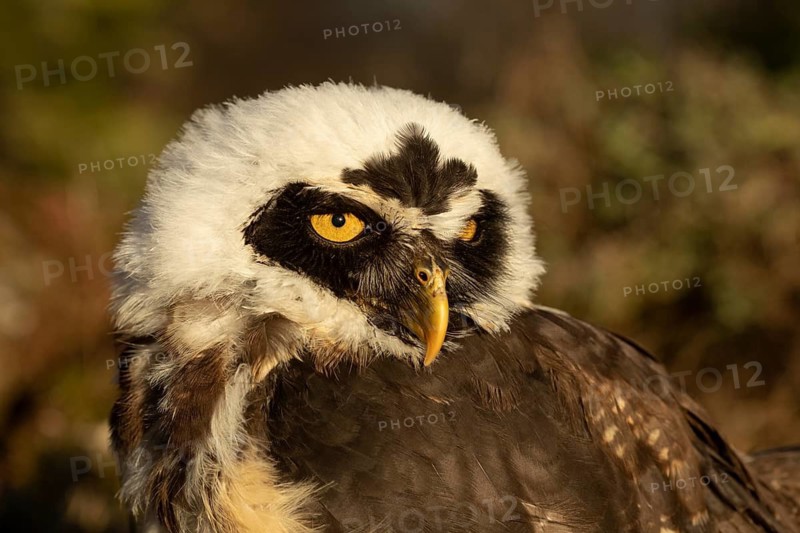 Spectacled Owl (Pulsatrix perspicillata) captive, juvenile, Germany
