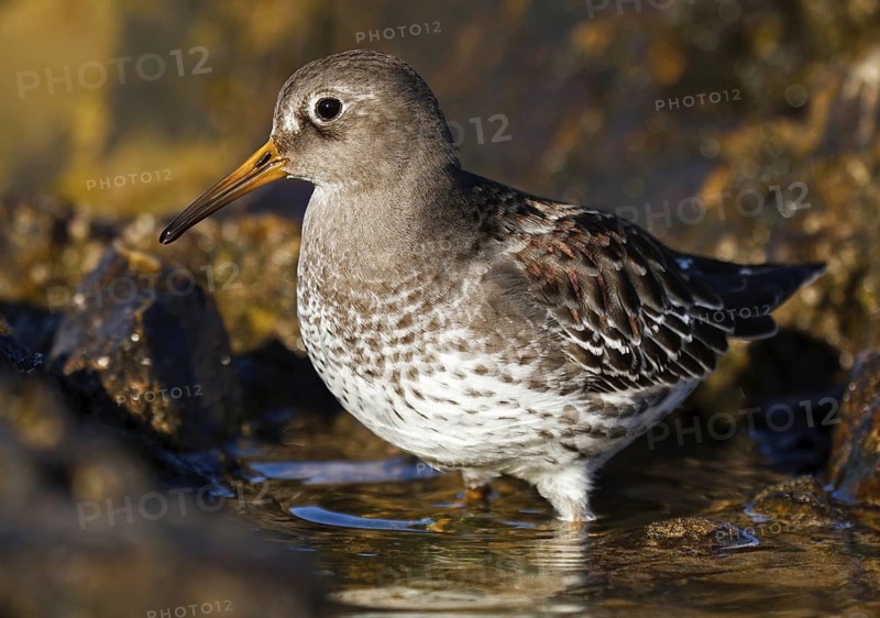 Purple Sandpiper (Calidris maritima), Asturias, Spain