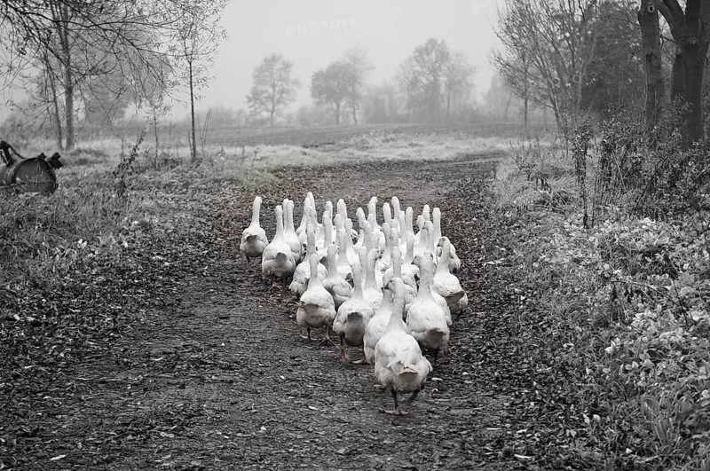 Geese (Anserinae) on their way to the feeding meadow, black and white, Othenstorf, Mecklenburg-Western Pomerania, Germany