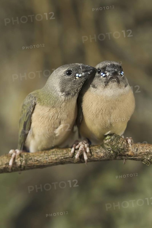 Gouldian Finch (Erythrura gouldiae) juvenile