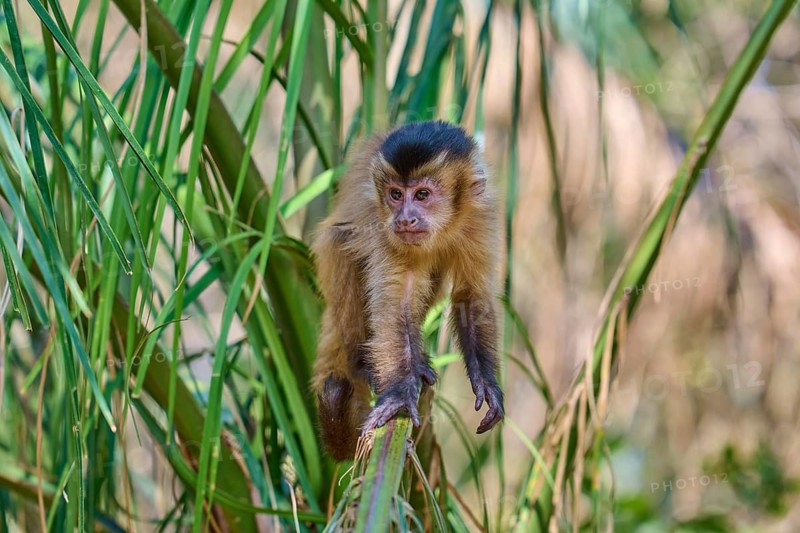 A capuchin monkey sits attentively on a branch, surrounded by dense foliage, capuchin monkey (Sapajus apella), Pantanal, Mato Grosso, Brazil