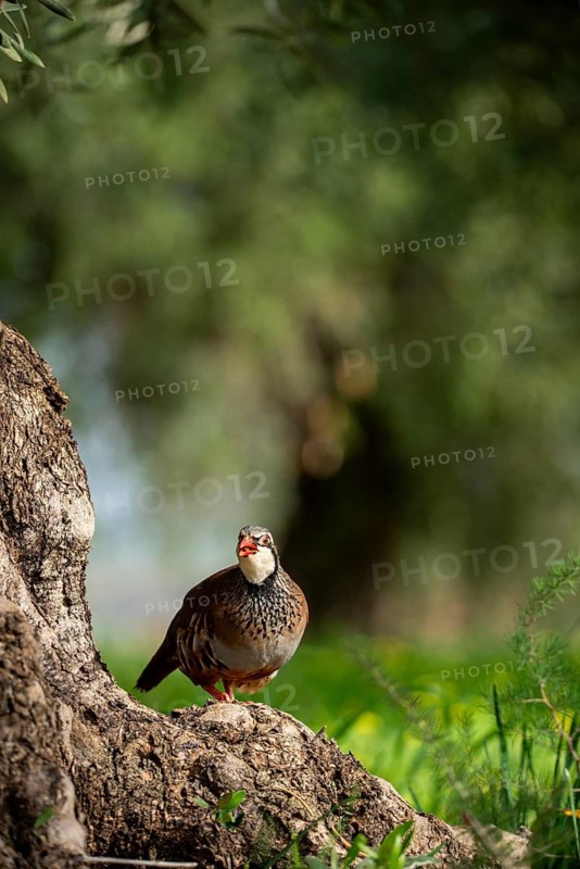 A red-legged partridge perches on a tree trunk, illuminated by sunlight, surrounded by vibrant green foliage The bird's distinctive red features and natural setting create a serene scene