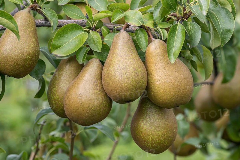 Pear (Pyrus communis 'Roksolana'), Bundessorteamt, Germany