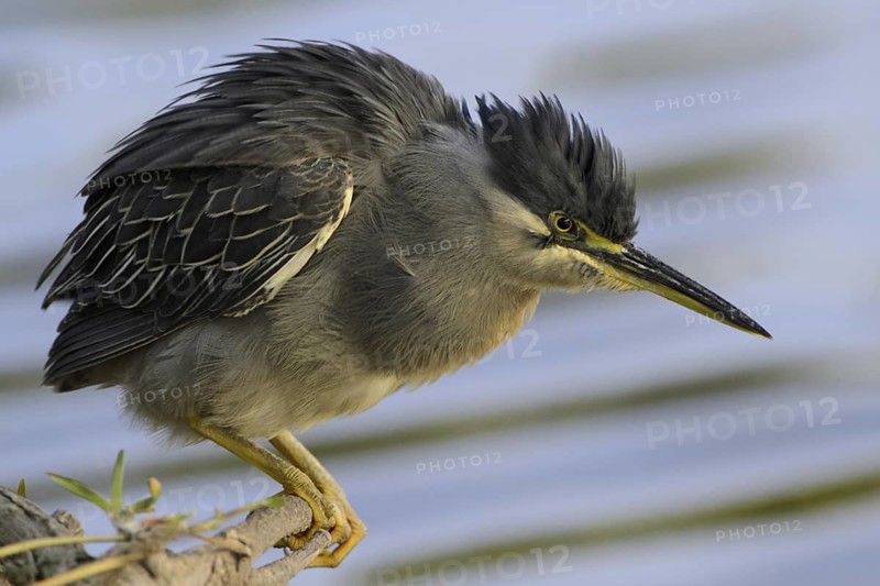 Striated Heron (Butorides striata), Mauritius