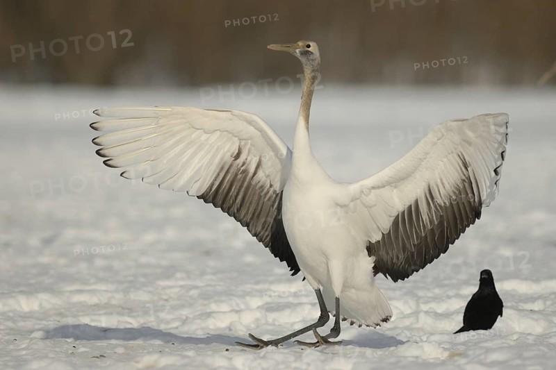 Red-crowned Crane (Grus japonensis) juvenile, Hokkaido, Japan