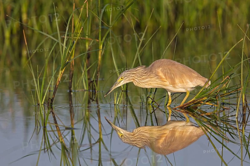 Squacco heron, heron, animals, birds, biotope, foraging, (Ardeola ralloides), Lesbos, Greece