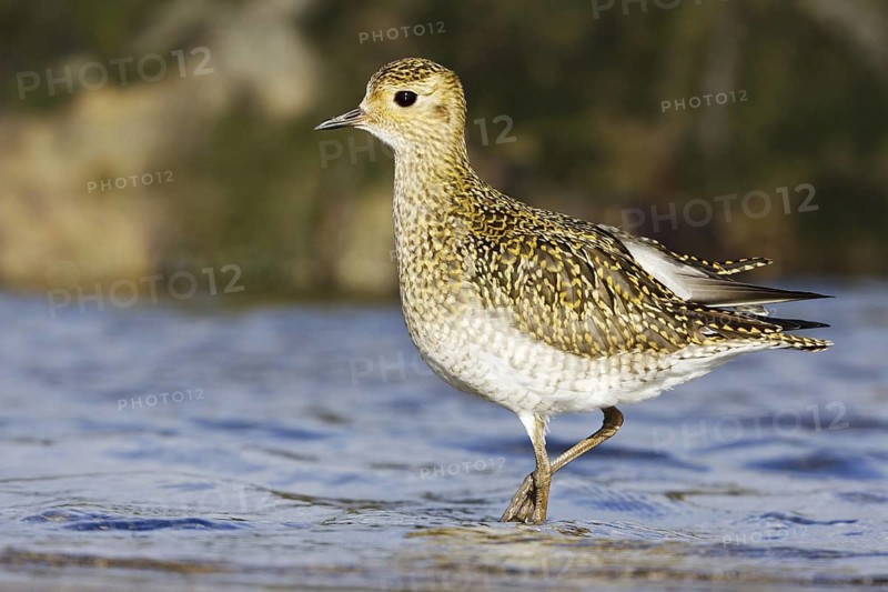European Golden Plover (Pluvialis apricaria), Asturias, Spain
