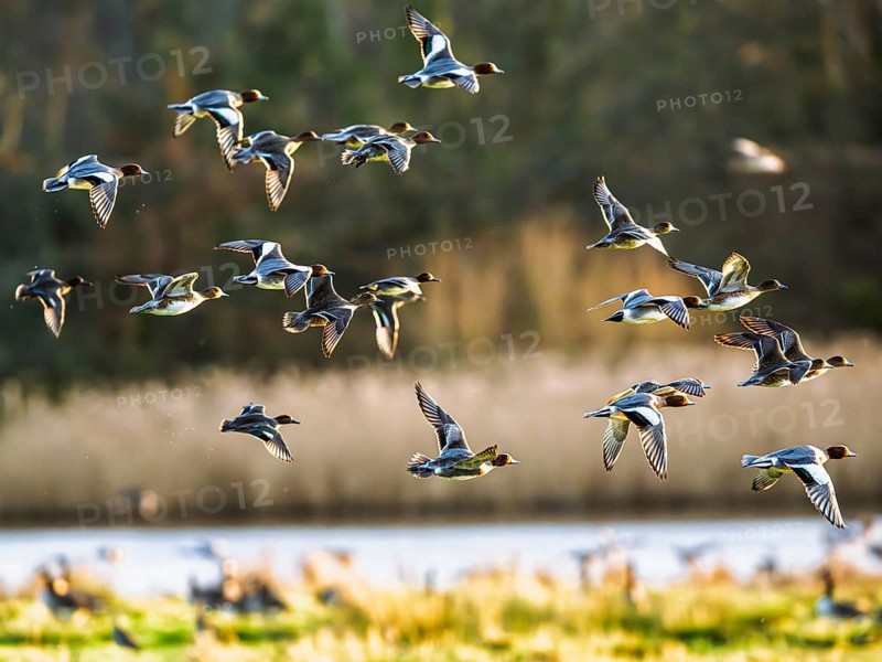Eurasian Wigeon, Mareca penelope, birds in flight over marshes in Devon, England, United Kingdom
