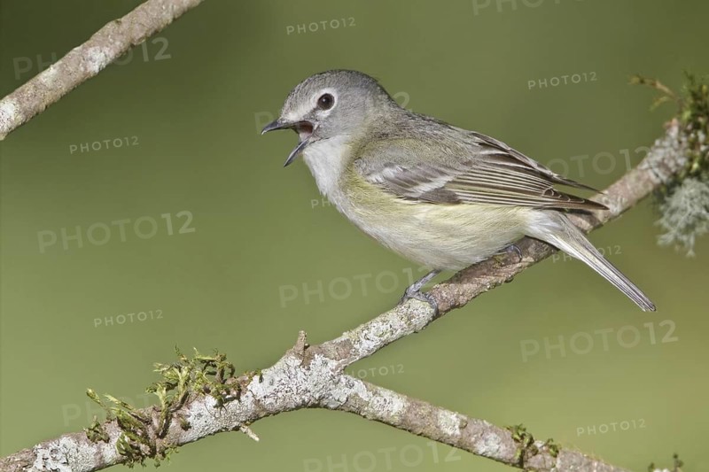 Cassin's Vireo (Vireo cassinii) singing, British Columbia, Canada