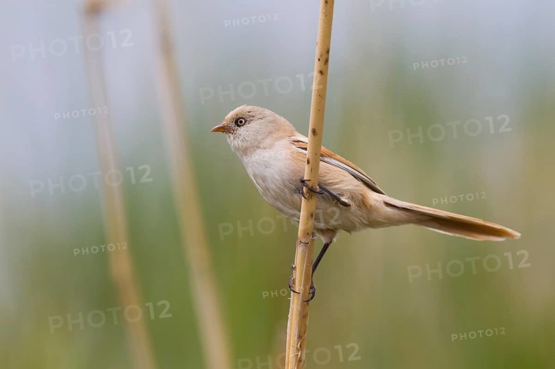 Bearded Reedling - Bartmeise - Panurus biarmicus ssp. russicus, Kazakhstan, adult female