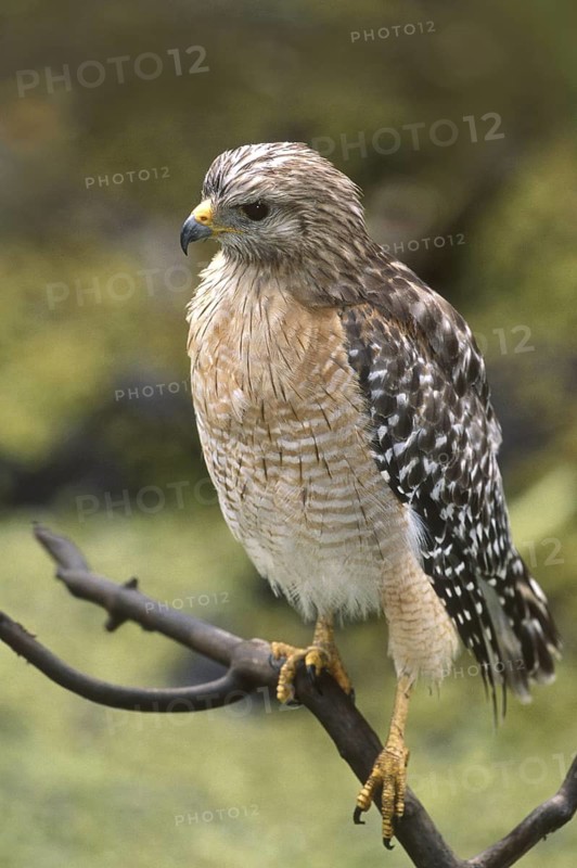 Red-shouldered Hawk (Buteo lineatus), Florida, USA