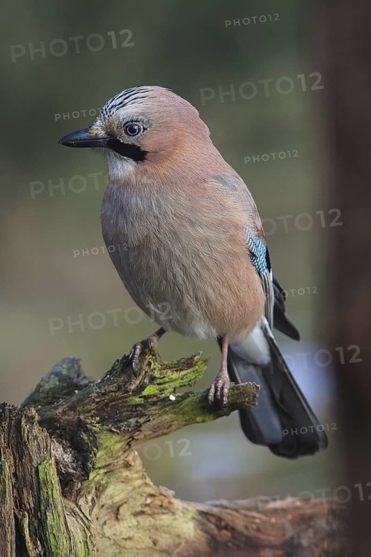 Eurasian Jay (Garrulus glandarius), Bavaria, Germany