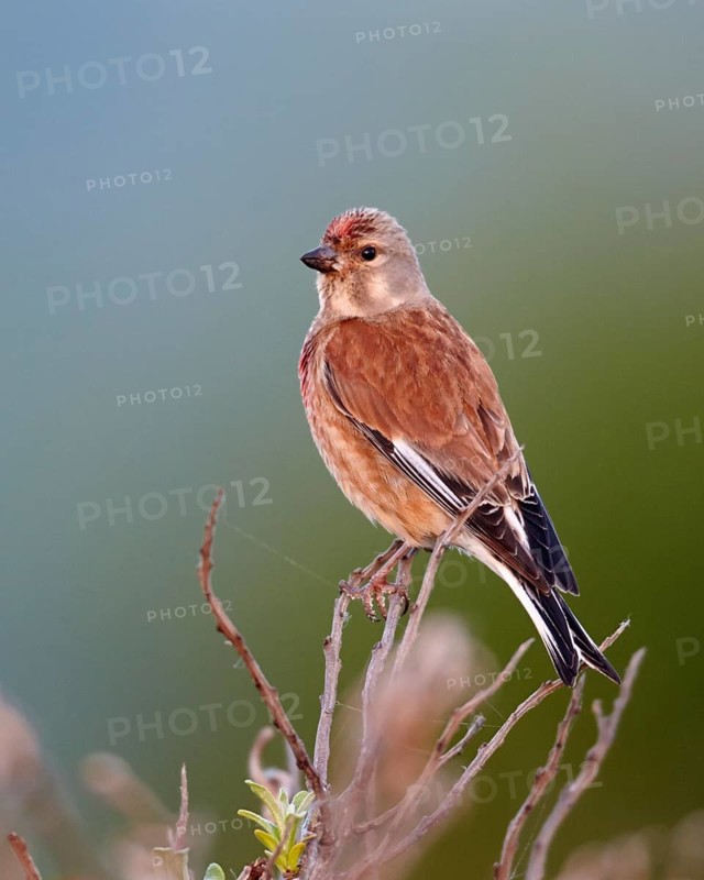 Common Linnet (Linaria cannabina) male, Mecklenburg-Western Pomerania, Germany