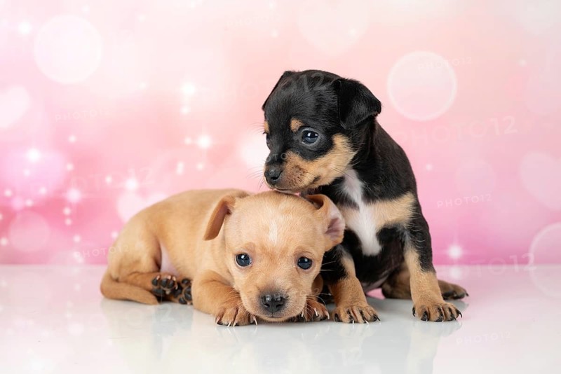 Adorable Toy Terrier puppies pose in a studio setting against a pink, sparkling backdrop, capturing a moment of playful curiosity and innocent charm