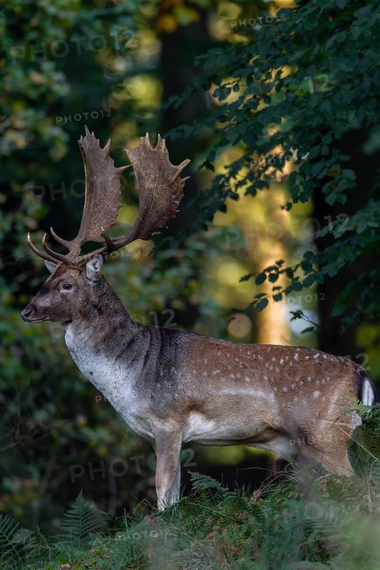 A long sitting day is coming to an end without a halfway good photo opportunity when suddenly a damshovel appears on a hill and looks at rutting ground, autumn, rutting, faldeer rutting, October, Germany