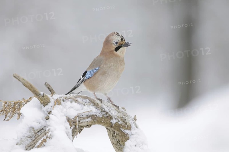 Eurasian Jay (Garrulus glandarius), Germany