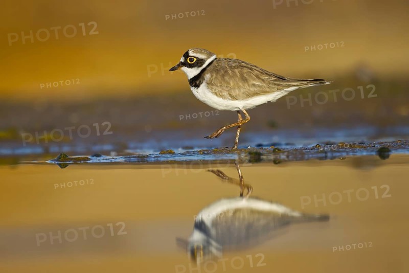 Little Ringed Plover (Charadrius dubius) female foraging, North Rhine-Westphalia, Germany