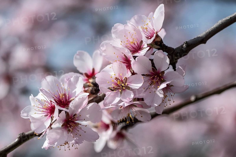 Almond blossom (Prunus dulcis), Rhineland-Palatinate, Germany