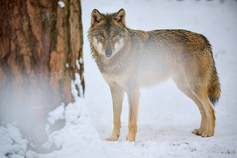 Wolf standing motionless next to a tree in a snow-covered forest, winter, wolf (Canis lupus), Germany