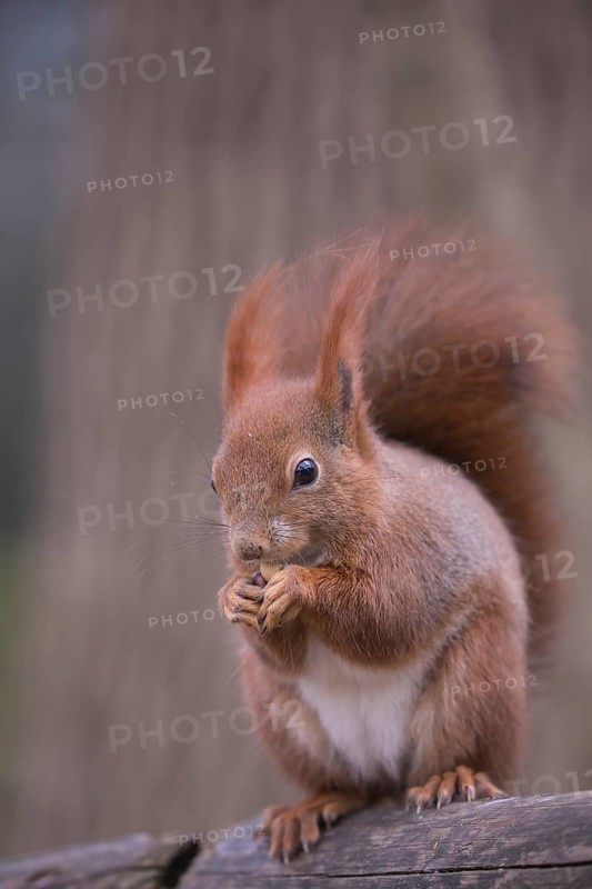 One Red squirrel or Eurasian red squirrel (Sciurus vulgaris) feeding on peanut. Trees in the background. Frontal portrait