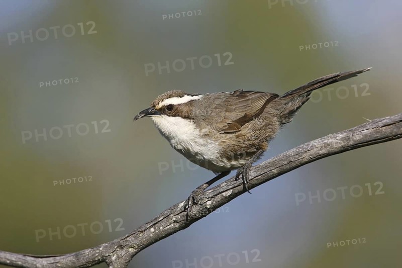 White-browed Babbler (Pomatostomus superciliosus), New South Wales, Australia