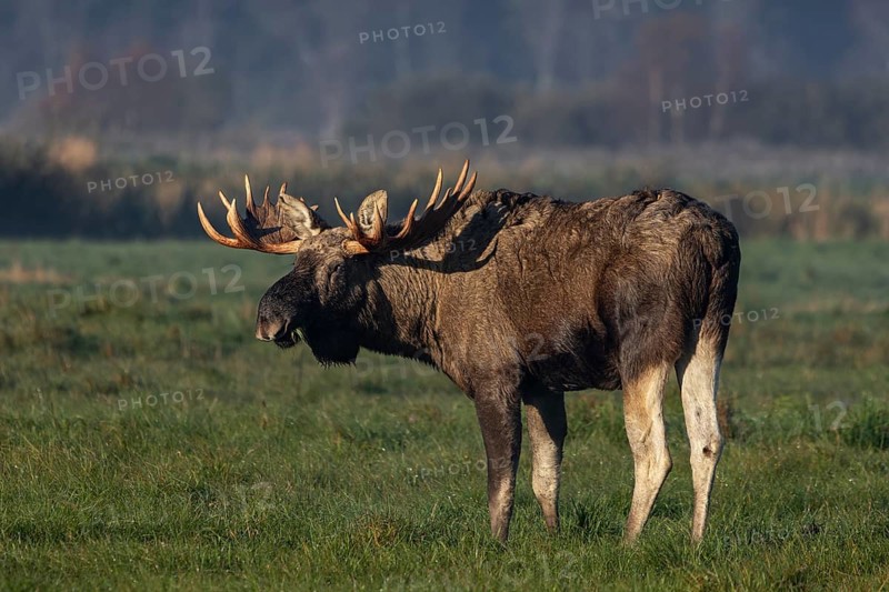 A bull moose (Alces alces) looking for food in a meadow, October, Denmark