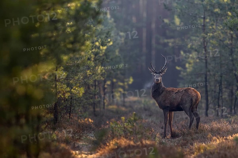 It is very cold this morning, easily recognisable by the breath mist of the red deer (Cervus elaphus), breath, cold, March, Germany