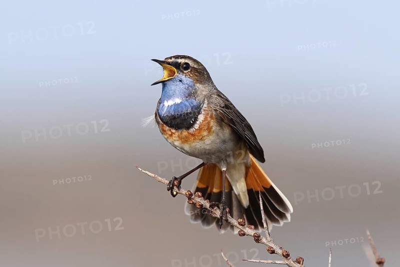 Bluethroat (Luscinia svecica cyanecula) male singing, Texel, Netherlands