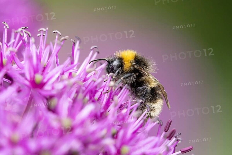 Buff tailed bumblebee (Bombus terrestris) adult bee insect feeding on a garden Allium flower in summer, England, United Kingdom