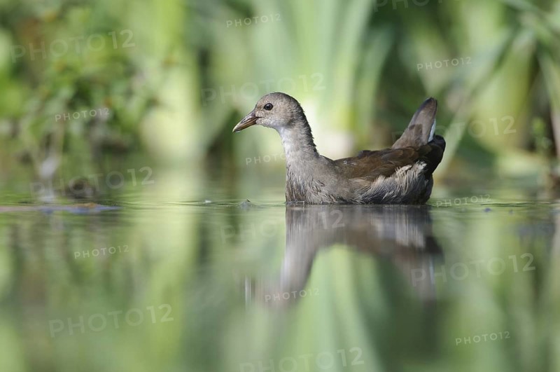 Common Moorhen (Gallinula chloropus) juvenile, Thuringia, Germany