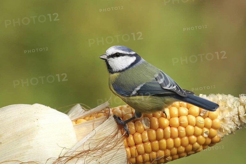 Eurasian Blue Tit (Cyanistes caeruleus), Lower Saxony, Germany
