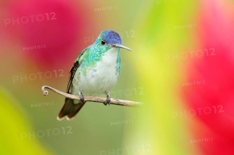 Hummingbird from Colombia. Andean Emerald, Amazilia franciae, with pink red flower, clear green background, Colombia. Wildlife scene from nature. Hummingbird in the tropic jungle forest