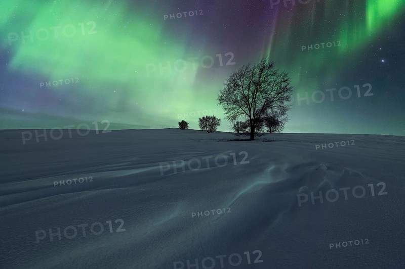A breathtaking display of the Northern Lights dances above snow-covered plains, punctuated by isolated leafless trees and textured snow drifts, painting a serene and colorful night scene
