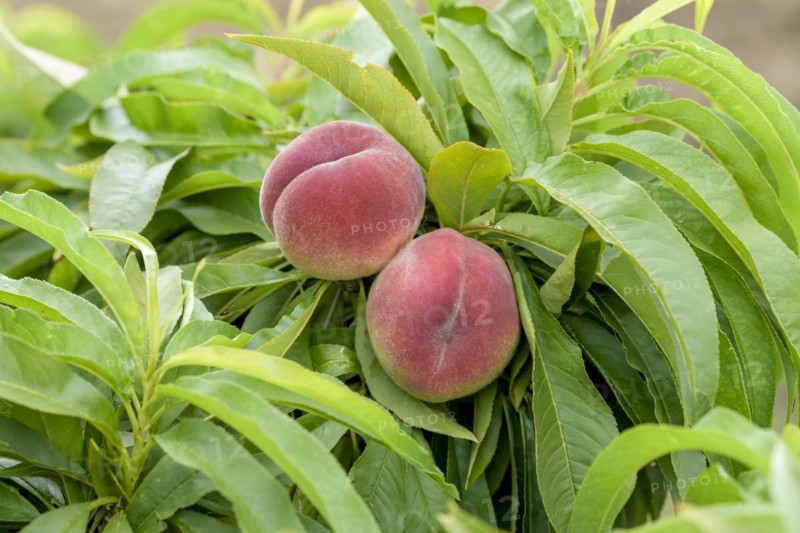 Dwarf peach (Prunus persica 'Bonanza'), Schreiber KG tree and vine nursery, Poysdorf, Lower Austria, Austria