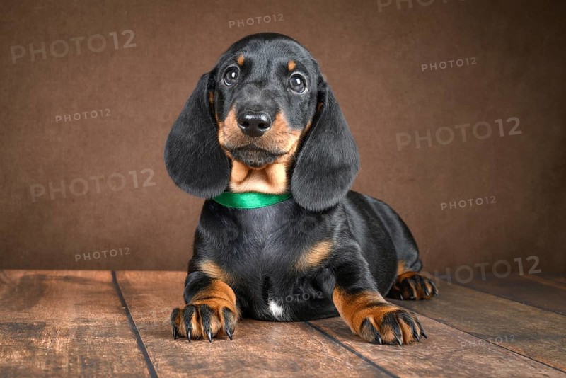 Adorable small dachshund puppy captured against a dark background. The image highlights his shiny coat and playful expression, perfect for bringing warmth and joy to any setting