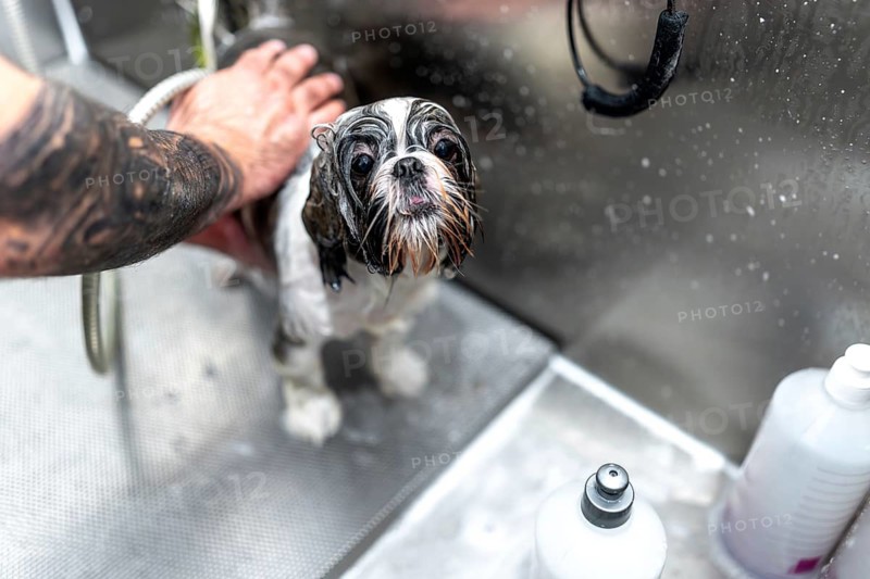 Shih tzu puppy looking directly at the camera with wet, soapy fur while a professional groomer with a tattooed arm gently washes it in a stainless steel tub at a pet care facility
