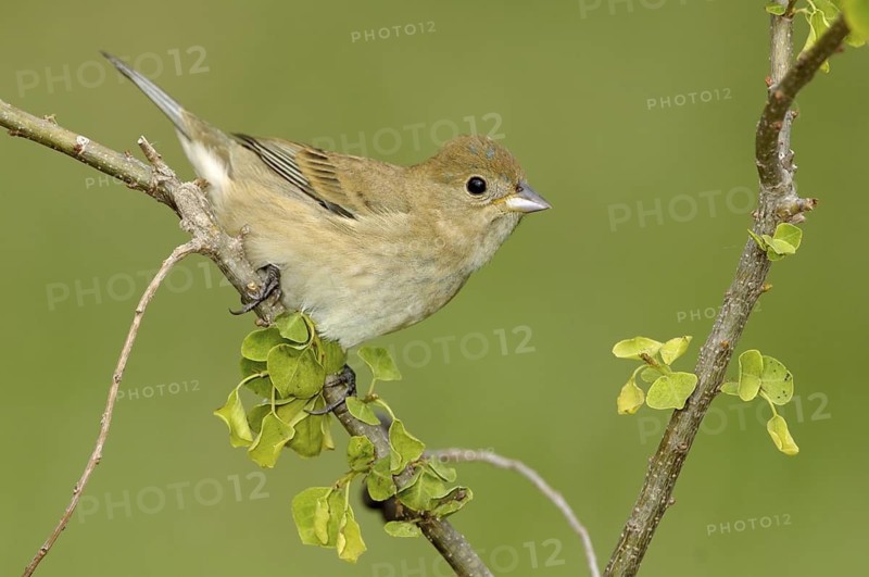 Indigo Bunting (Passerina cyanea) male, Texas, USA