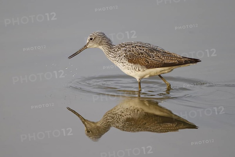Common Greenshank (Tringa nebularia), Spain