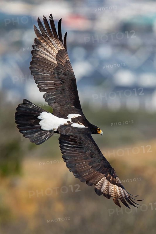 African Black Eagle (Aquila verreauxii), African Black Eagle, Verreaux's Eagle, Aigle de Verreaux, Langebaan Quarry, Langebaan, Western Cape, South Africa