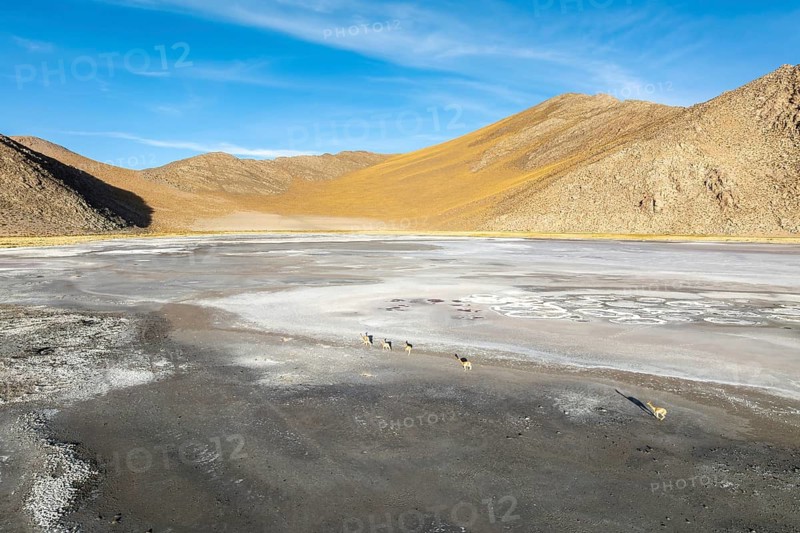 A small herd of guanacos roams across the vast, barren salt flats of the Andean Highlands in La Puna, Argentina. The arid, rocky terrain contrasts with the bright blue sky