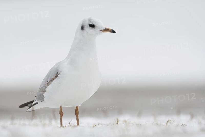 Black-headed Gull (Chroicocephalus ridibundus), Bavaria, Germany